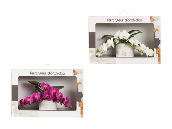 Composition de phalaenopsis dans un emballage cadeau