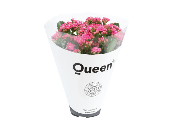 Kalanchoe Queen