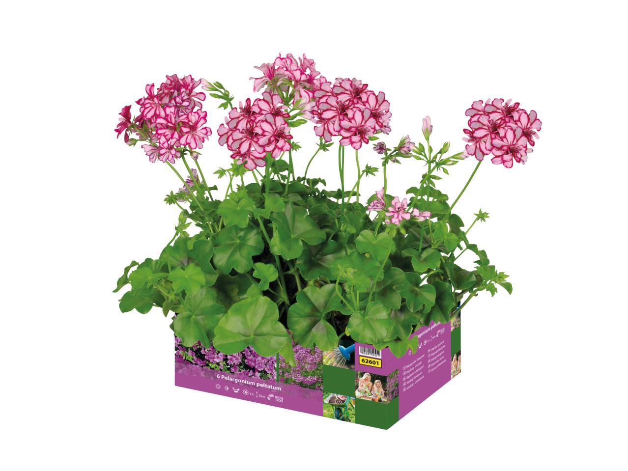 Trailing Geranium1