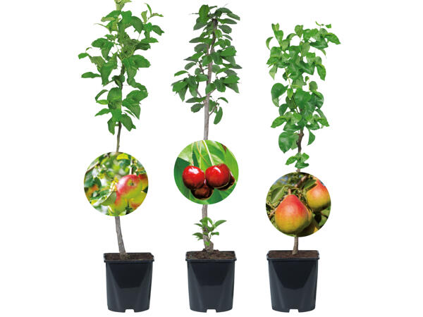 Veredelter Obstbaum