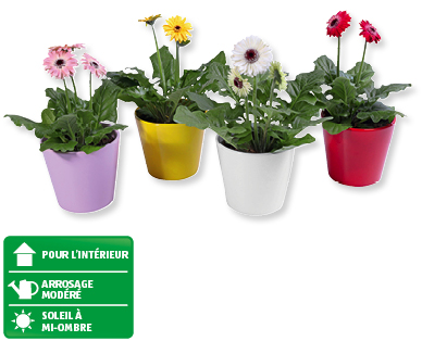Mélange de gerberas