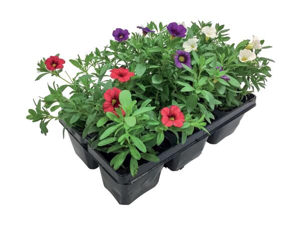 Blooming Joy (6 Pack)