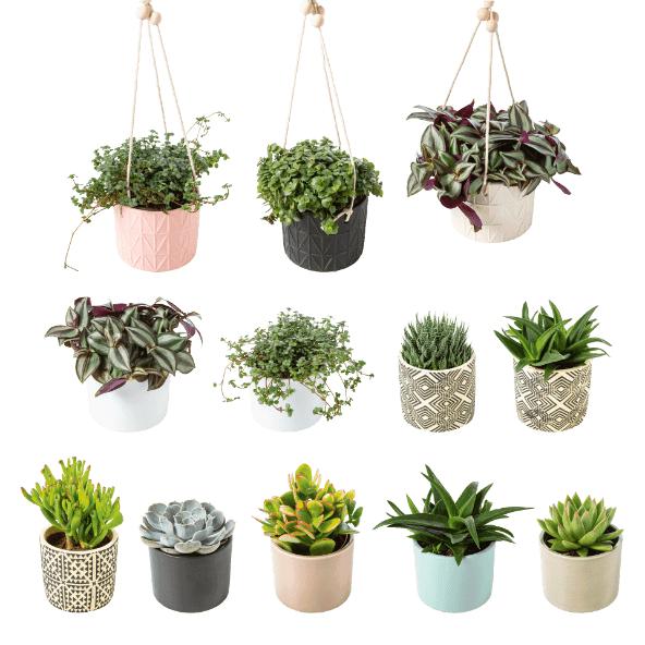 Vetplant