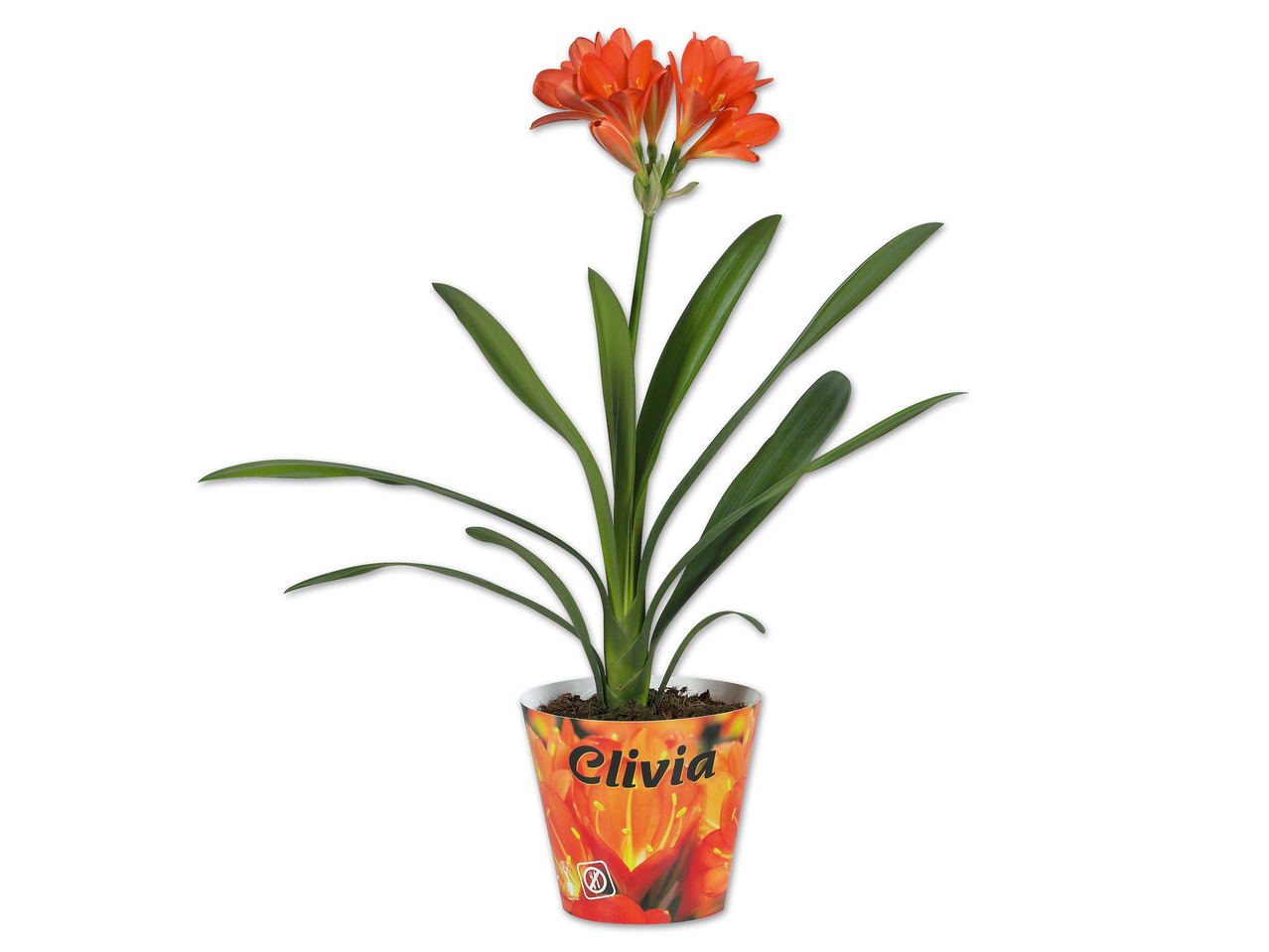 Clivia Miniata