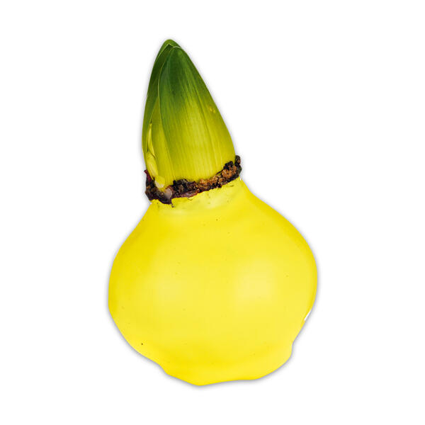 Hyazinthe in Wachs