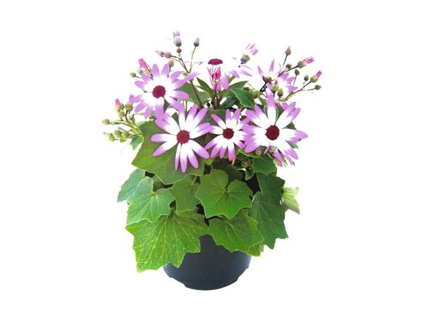 Senetti