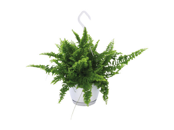 Green Hanging Plants