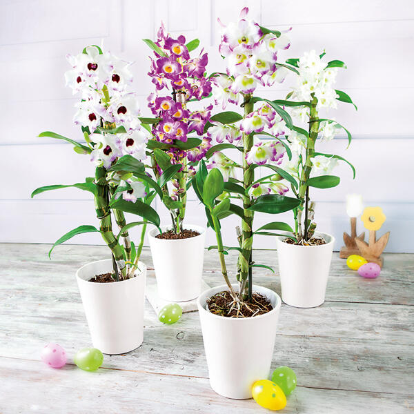 Dendrobium nobile