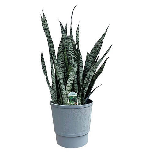 10" Foliage Plant - Assorted Varieties