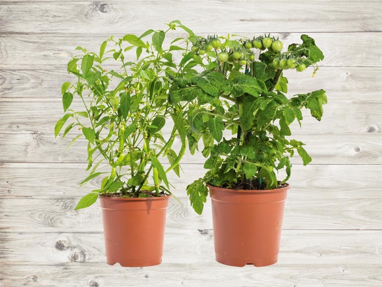 Légumes de balcon (dès 21.4.)