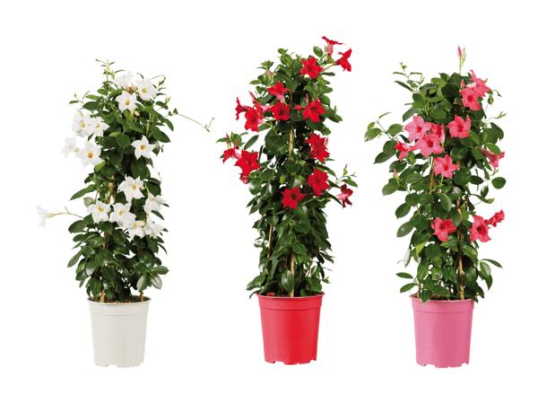 Dipladenia Sundaville en pyramide