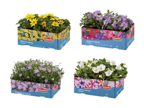 Bedplanter i 6‘er bakke