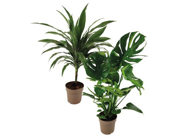 Green Plants