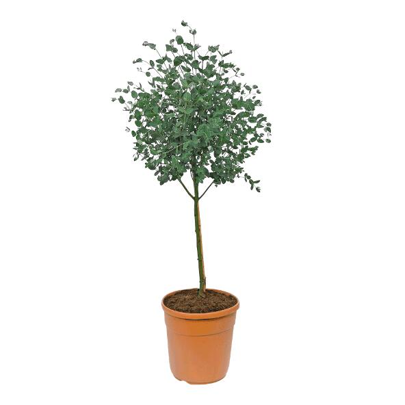 Arbuste méditerranéen