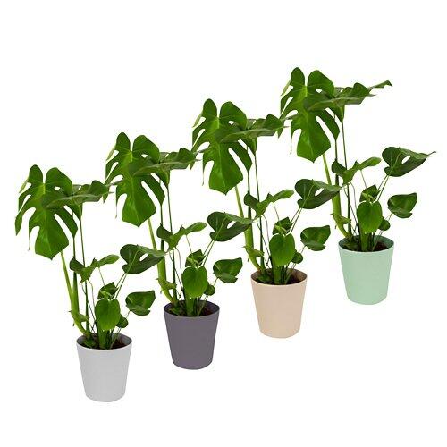 GARDENLINE Monstera dans un pot en céramique