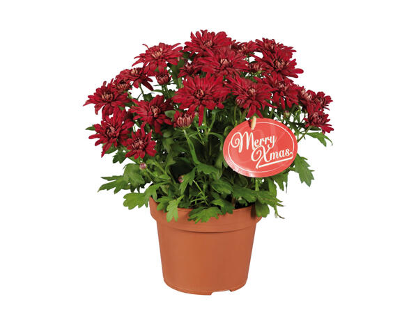 Chrysanthème " Elle Fleur " X-mas