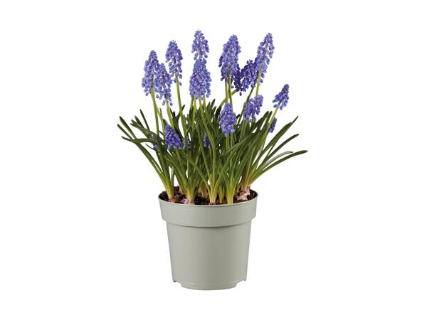Blomstrende løgplanter