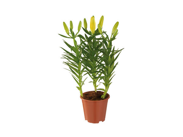 Asiatic Lilies