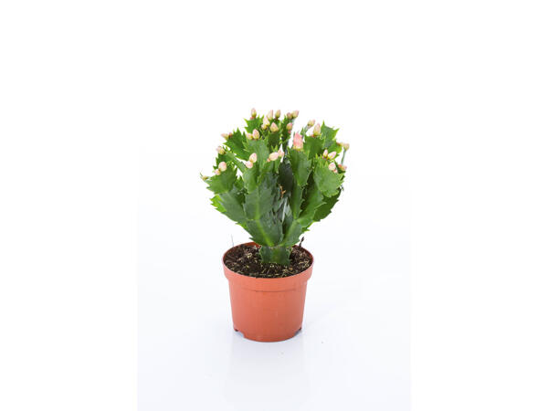 Cactus de Noël