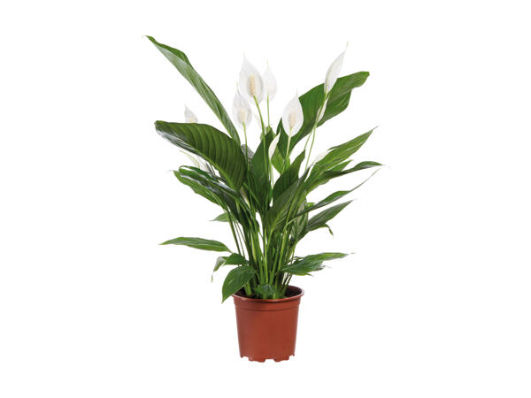 Spathiphyllum