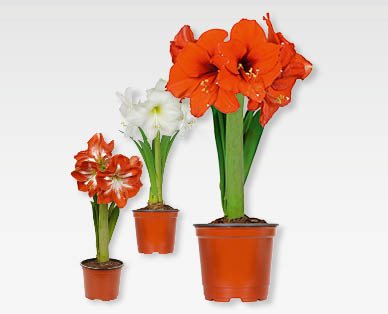 Amaryllis