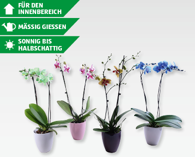 Phalaenopsis-Raritäten