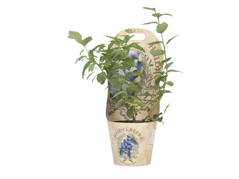 Blueberry Plant