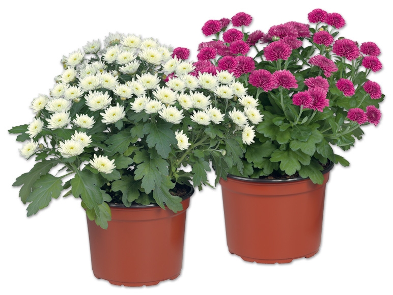 Chrysanthemen Multiflora