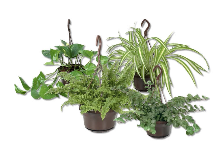 Plante de suspension d'intérieur
