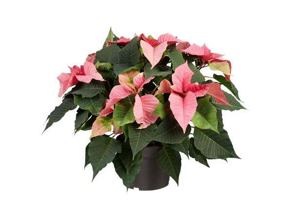 Poinsettia