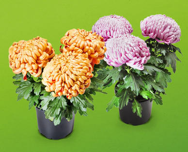 Chrysantheme 3-Baller
