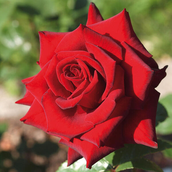 Gartenrose