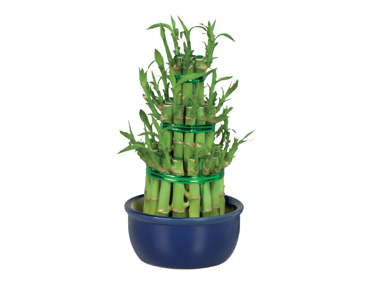 Lucky Bamboo in Ceramic Pot