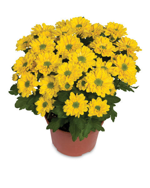 Chrysanthemum Indoor Plant