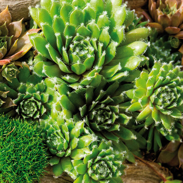Sempervivum "Hauswurz"