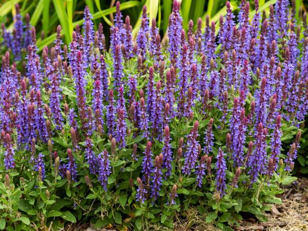 Salvia Sensation