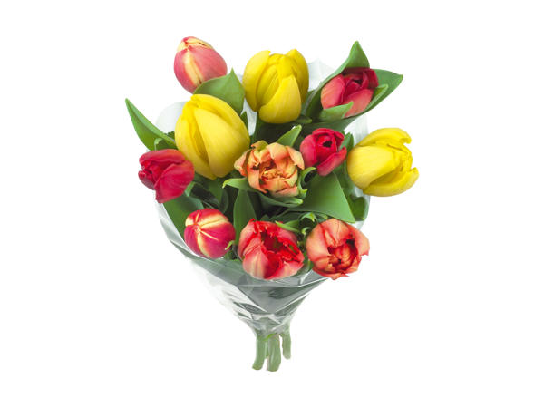 Tulipaner