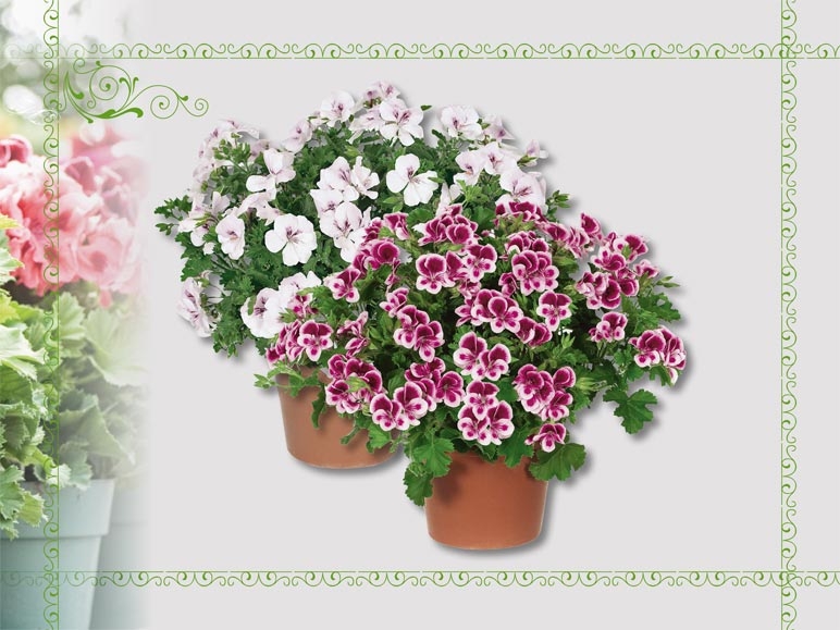 Pélargonium "Angel Eyes" (dès 14.4.)