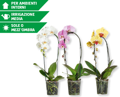 Phalaenopsis "Cascade"