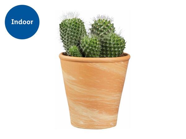 Succulents in a Terracotta Ceramic Pot