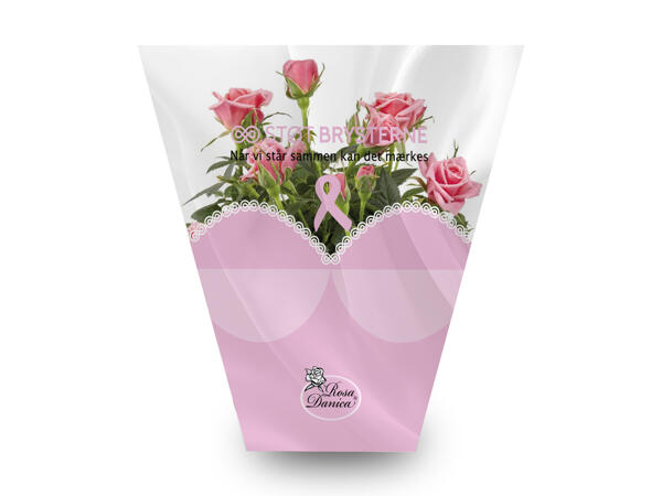 Støt Brysterne rose