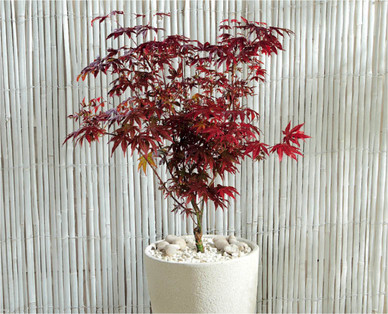 Japanese Acer†