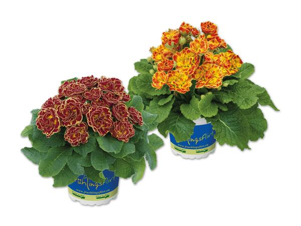 Primel "Belarina"