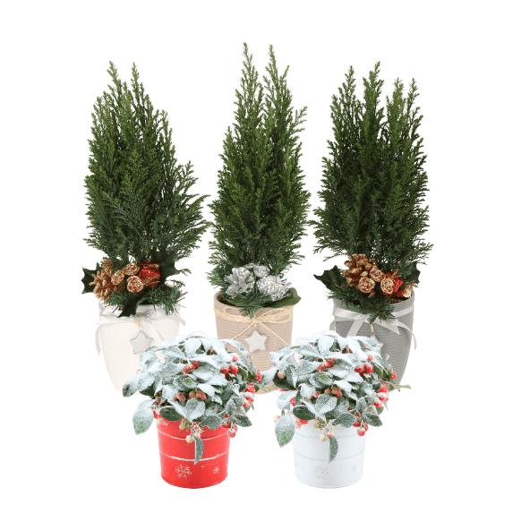 Ellwodii eller Gaultheria