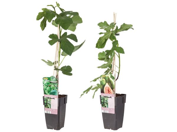 Ficus Carica (Feige)