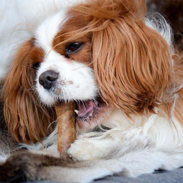 Gnawler dentalcare til hund