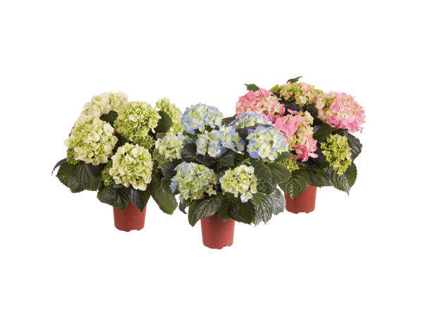 Hortensia