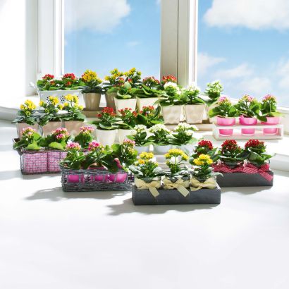 Kalanchoe