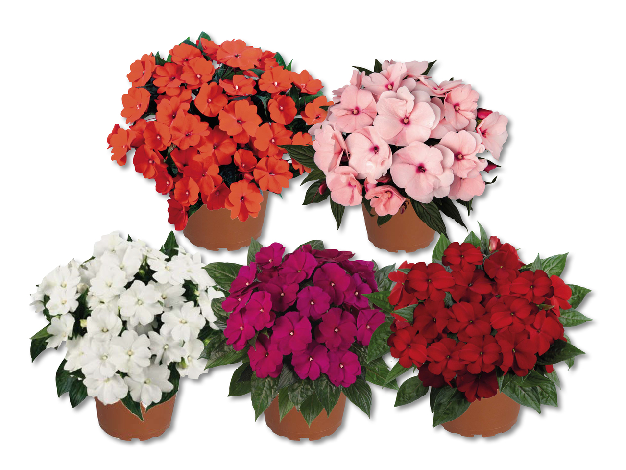 Impatiens
