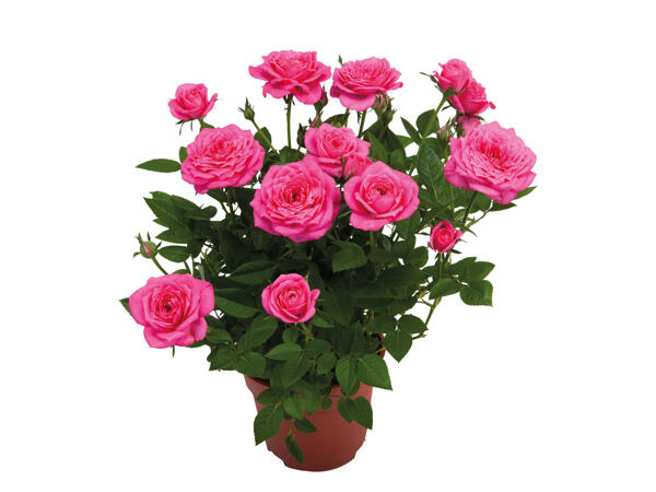 Mini Rose